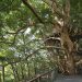 risonare atami treehouse by hiroshi nakamura